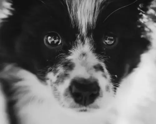 Warum viele deutsche Hundesprüche so negativ klingen