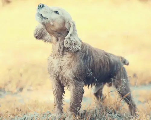 Cockerwut Cocker Spaniel jault mit erhobenem Kopf
