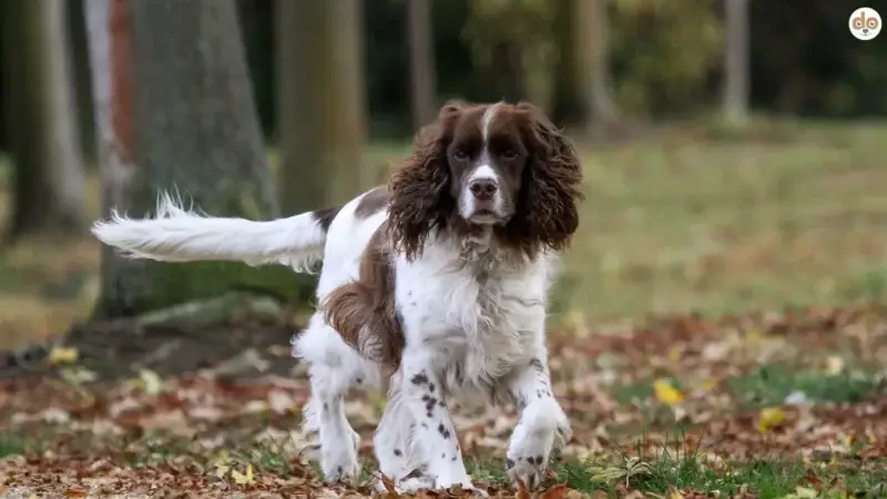 FT-Linien (Fieldtrial) in der Hundezucht