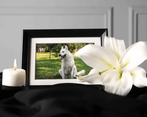 Einäscherung bei Hunden Ablauf Kosten