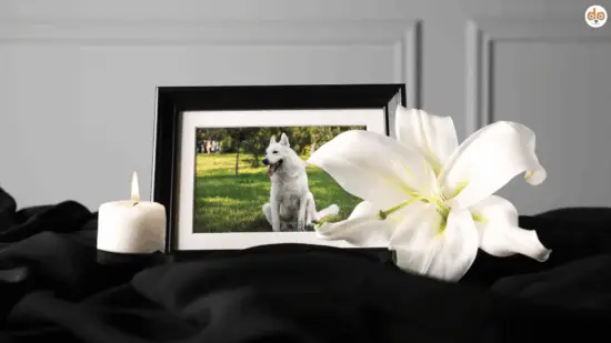 Einäscherung bei Hunden Ablauf Kosten