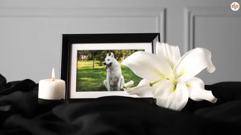 Der letzte Weg: Alles Wissenswerte über die Einäscherung bei Hunden
