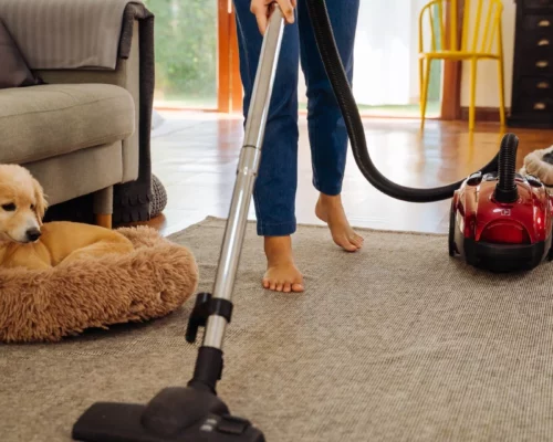 Frau benutzt Staubsauger auf Teppich Hund liegt im Körbchen daneben und schaut zu