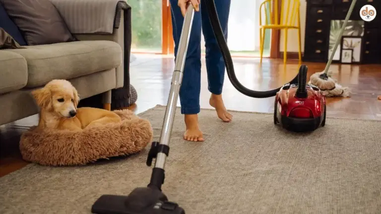 Frau benutzt Staubsauger auf Teppich Hund liegt im Körbchen daneben und schaut zu