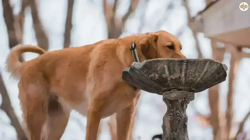 Trinken & Hydration beim Hund: Warum Wasser im Winter genauso wichtig ist wie im Sommer