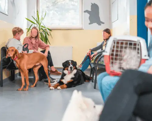 Mehrere Hundehalter mit ihren Hunden im Wartezimmer einer Tierarztpraxis