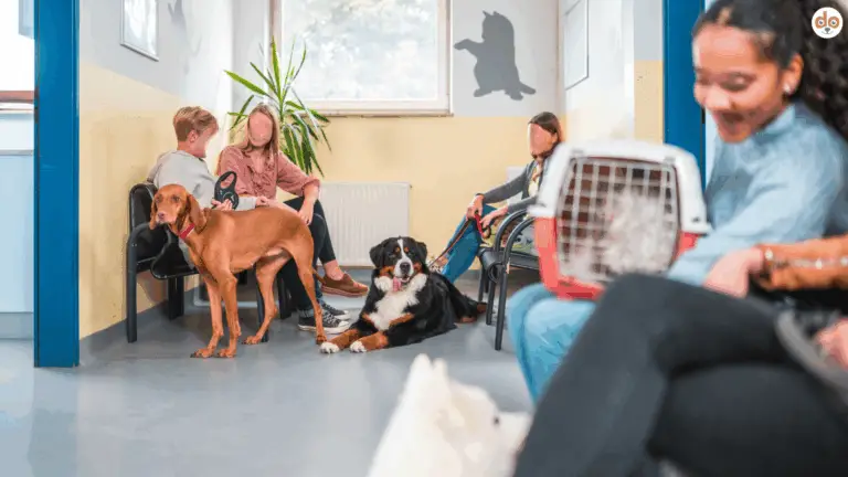 Mehrere Hundehalter mit ihren Hunden im Wartezimmer einer Tierarztpraxis