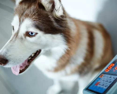 Gewichtsmanagement bei Hunden