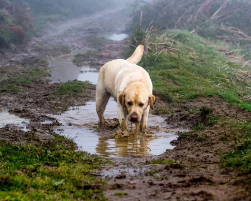 Labrador auf sumpfigen Weg mit Pfützen