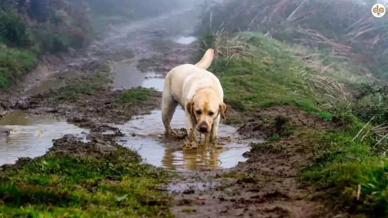 Leptospirose beim Hund: Risiken, Schutzmaßnahmen & was Du wissen musst