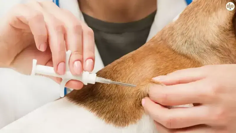 Chip-Pflicht für Hunde und Katzen: Was die neue EU-Regel wirklich bedeutet – und warum sie auch die Schweiz betrifft