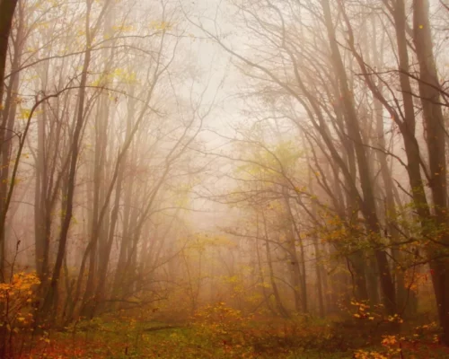 Der Wald im November etwas dunstig