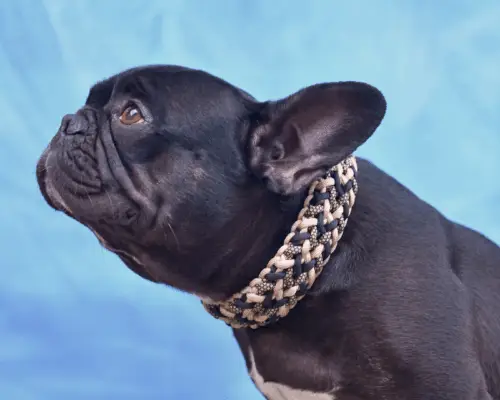 BOAS Operationen bei kurzköpfigen brachyzephalen Hunden