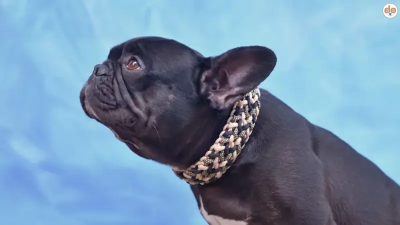 BOAS Operationen: Diese chirurgischen Eingriffe gibt es für brachyzephale Hunde