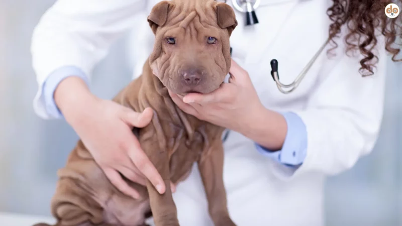 Familial Shar Pei Fever: Alles über das erbliche Fiebersyndrom