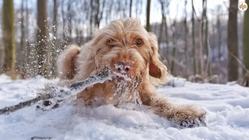 Ausflüge im Dezember mit Hund: Die schönsten Regionen in D-A-CH
