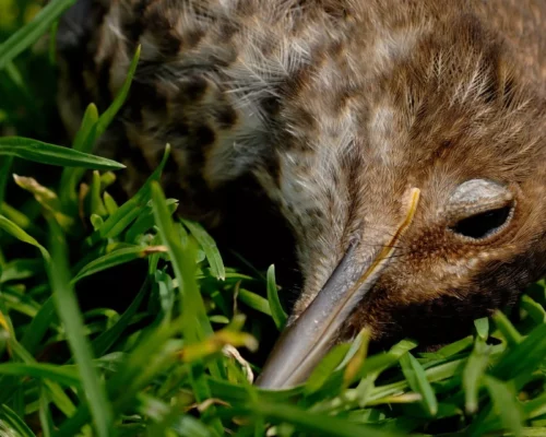 Vogelgrippe, toter Vogel