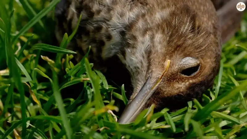 So gefährlich ist die Vogelgrippe für Hunde