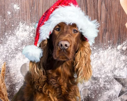 Weihnachtliches Leckerli backen