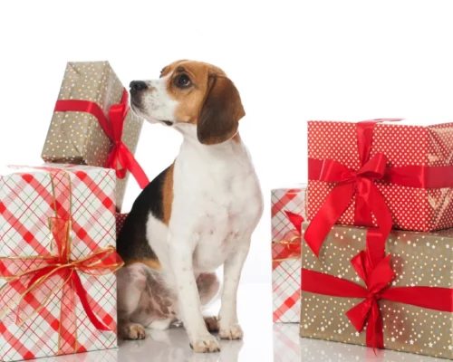Geschenke für Hunde