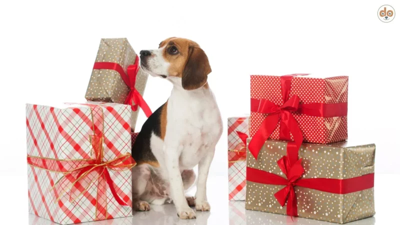 Geschenke für Hunde – sinnvoll oder menschliche Projektion?