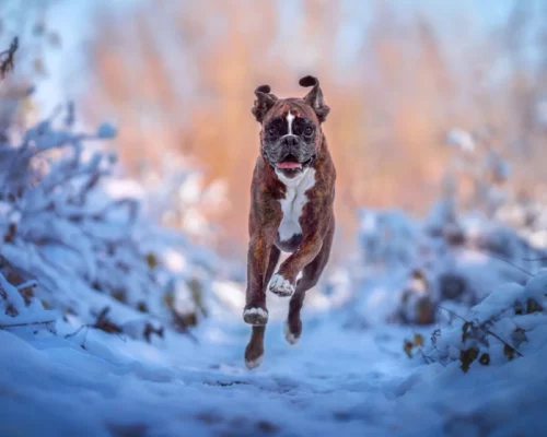 Boxer rennt im Schnee