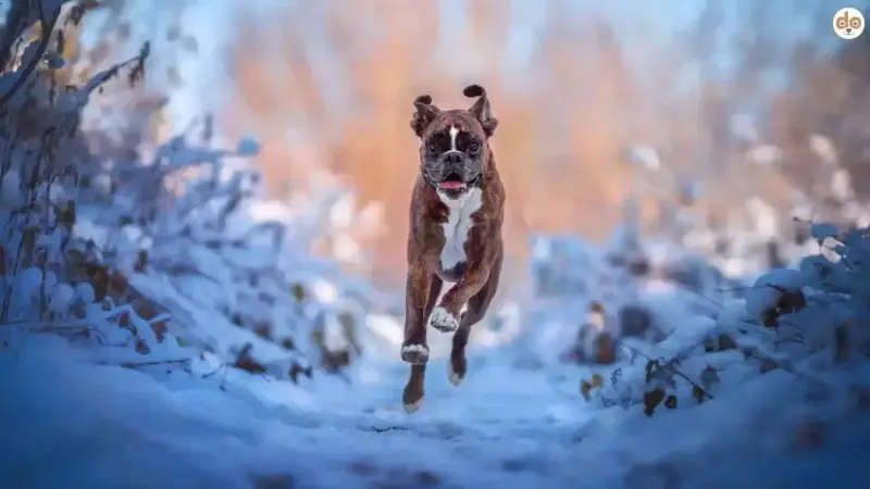 Moderne Hundesport-Trends: Fit bleiben ohne Hochleistungssport