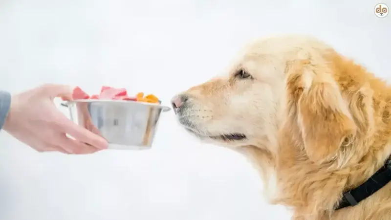Hundeangst aus dem Bauch: Was die Forschung über Mikrobiom und Stress weiss