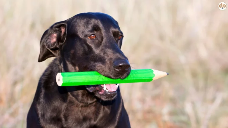 Hund hält Stift in Schnauze