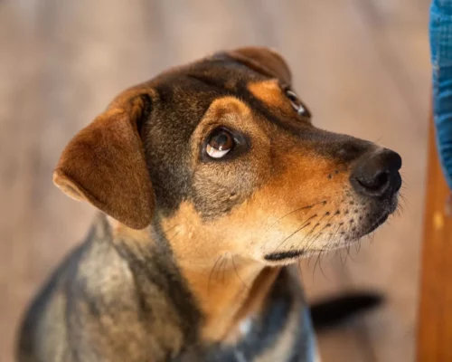 Hunde mit Angst schaut nach oben