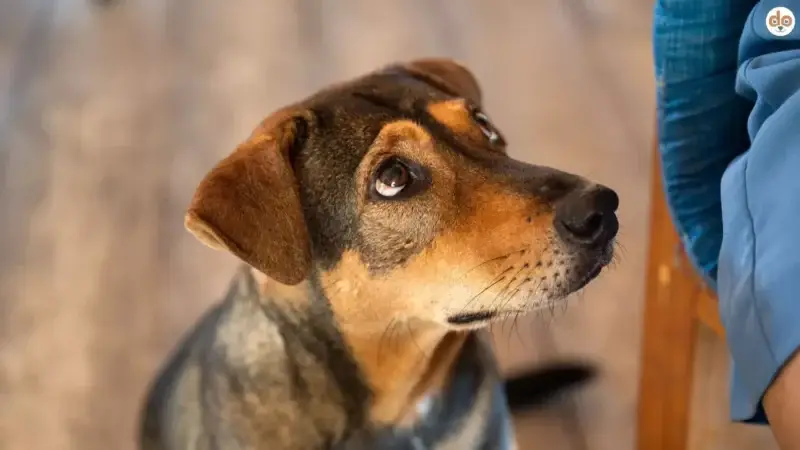 Wenn Angst krank macht: Wann Dein Hund professionelle Hilfe braucht und welche Wege es gibt