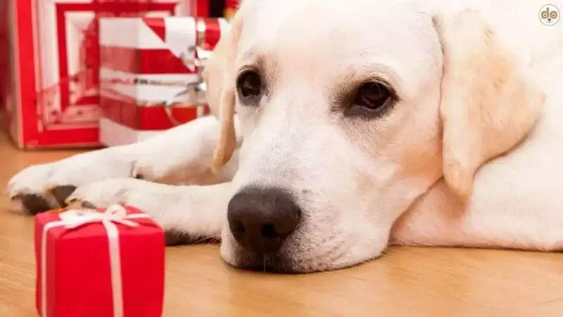 Ein Hund als Weihnachtsgeschenk