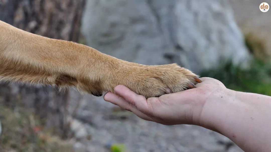 Hundepfote auf Hand