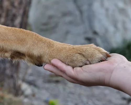 Hundepfote auf Hand