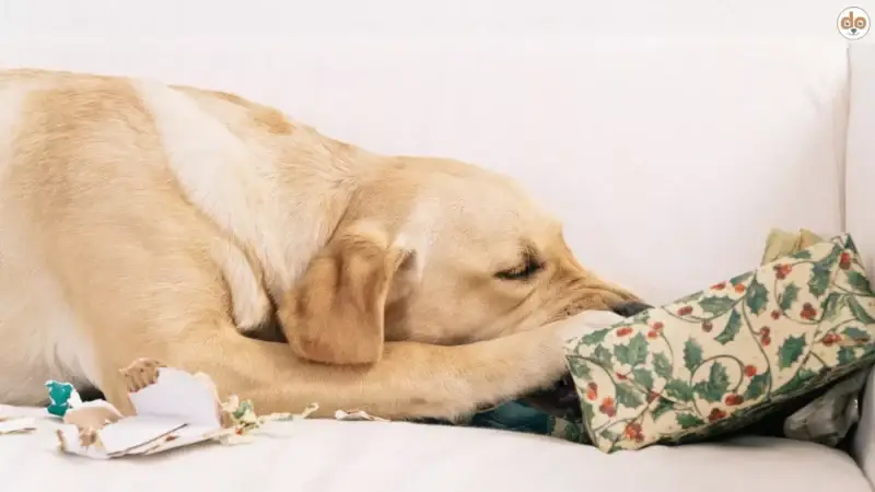 Wenn der Hund Weihnachtsgeschenke auspackt