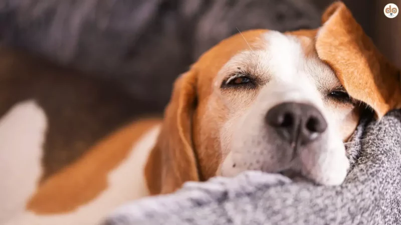 Winterruhe statt Weihnachtsprogramm: Entlastung für Hunde zwischen den Jahren