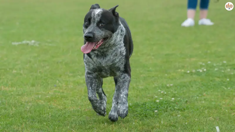 Rückruf trainieren – Zuverlässiger Abruf beim Hund