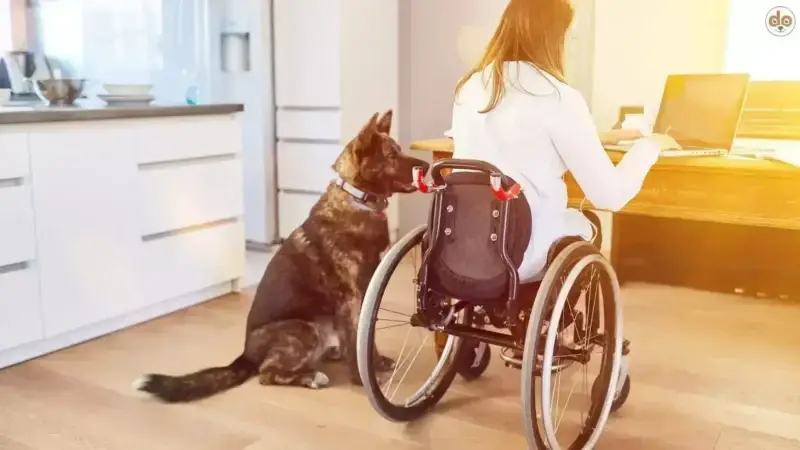 Leben im Rollstuhl und einen Hund halten
