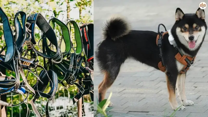 Silvester mit Hund: Sicherheit geht vor – die richtige Mehrfachsicherung