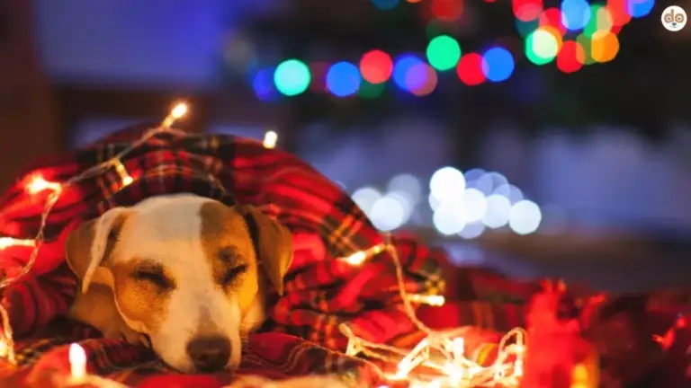 Alltag Weihnachten Hund schläft unter Decke mit Schottenmuster