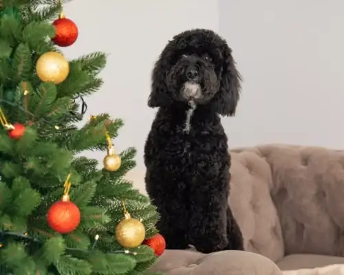 Hund im Wohnzimmer neben Weihnachtsbaum