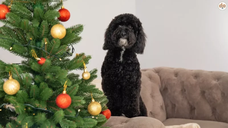 Hunde und der Weihnachtsbaum: Wenn plötzlich ein Baum im Wohnzimmer steht