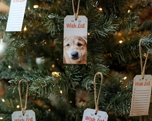 Wohltätigkeit für Tiere