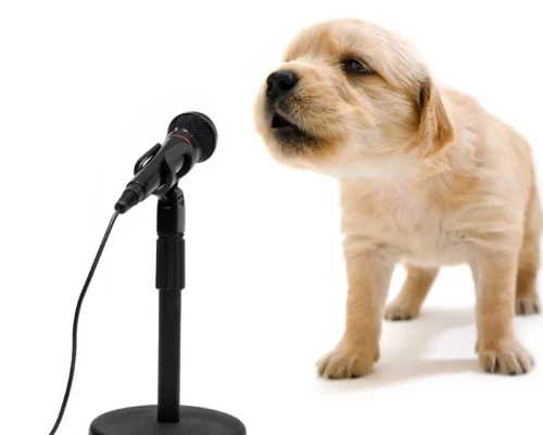 Singen als Beruhigungshilfe für ängstliche Hunde