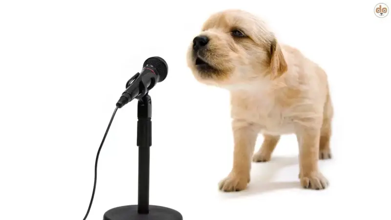 Singen als Beruhigungshilfe: Deine Stimme kann mehr bewirken, als du denkst
