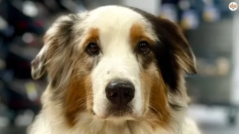 Mailo schaut in Kamera