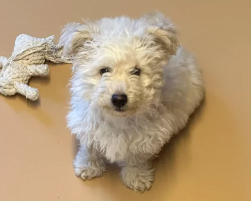 Idefix wurde illegal importiert und musste wegen Tollwutrisiko für 120 Tage in Quarantäne. Ein Film zeigt, wie er im Zürcher Tierschutz bestmöglich auf das Leben «draussen» vorbereitet wurde. © Zürcher Tierschutz