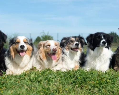 Arbeitshunde als Familienhunde