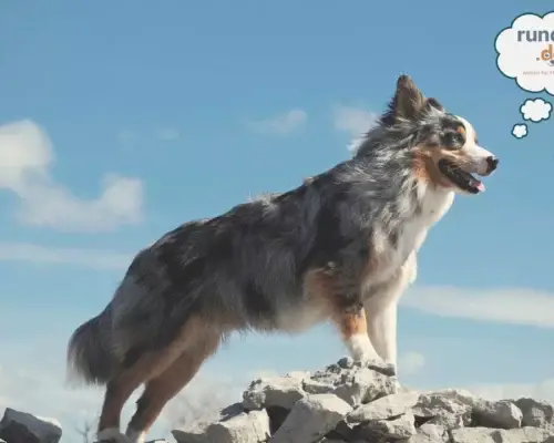 Australian Shepherd schaut gen Horizont Gedankenblase mit unserem neuen Claim Wissen für Mensch und Hund