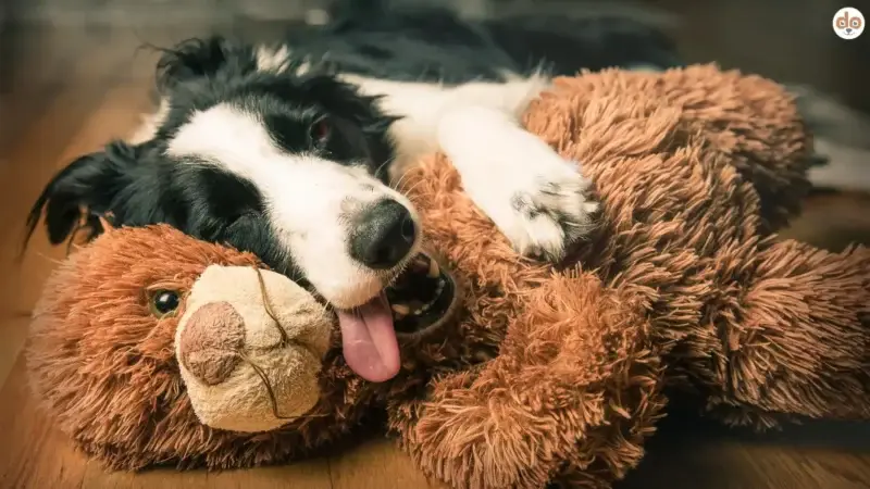 Hütehunde als Familienhunde – überschätzt, unterfordert, missverstanden?
